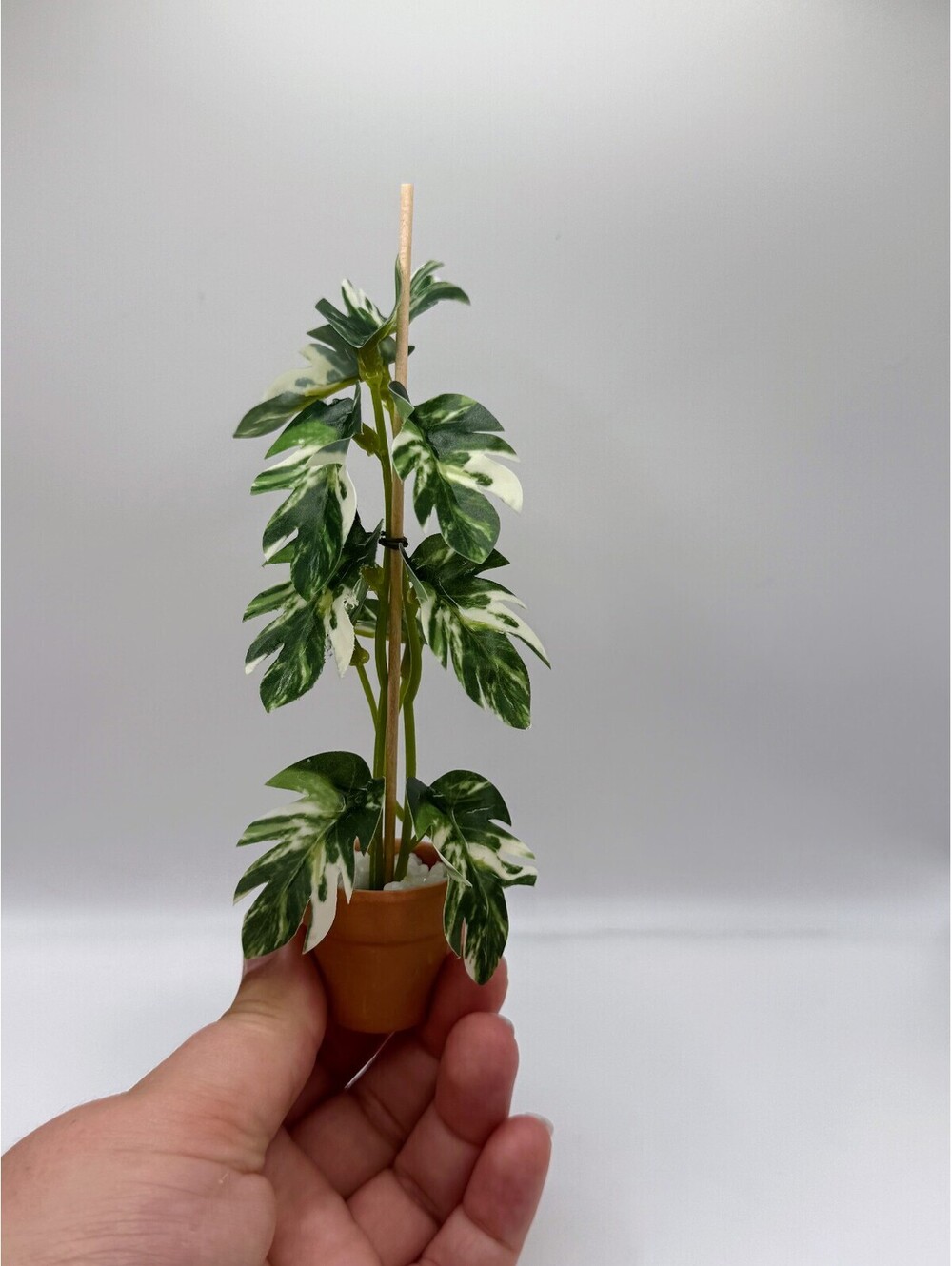 1:12 Scale Dollhouse Miniature Variegated Monstera Plant Terra Cotta Pot